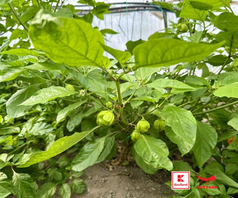 HotFarm_1