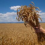 Wheat_Bread_quality_1
