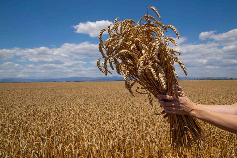 Wheat_Bread_quality_1